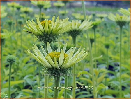 Echinacea purpurea &#39;Green Jewel&#39;