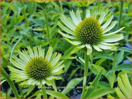 Echinacea purpurea &#39;Green Jewel&#39;