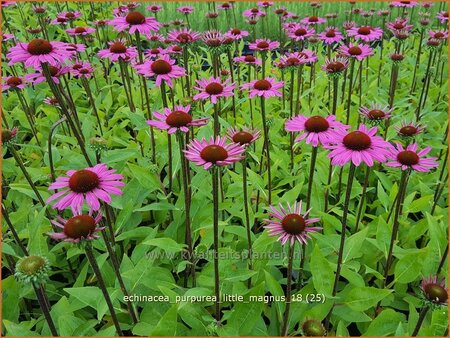 Echinacea purpurea &#39;Little Magnus&#39;