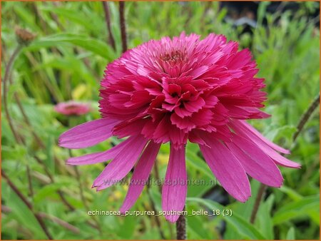 Echinacea purpurea 'Southern Belle'
