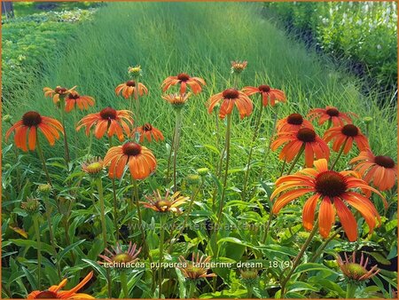 Echinacea purpurea 'Tangerine Dream'