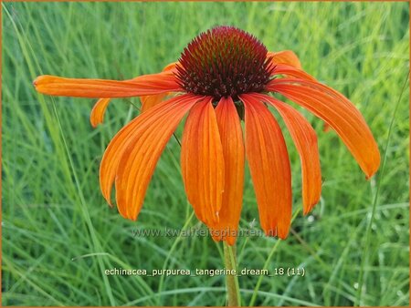 Echinacea purpurea &#39;Tangerine Dream&#39;