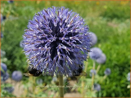 Echinops bannaticus &#39;Taplow Blue&#39;