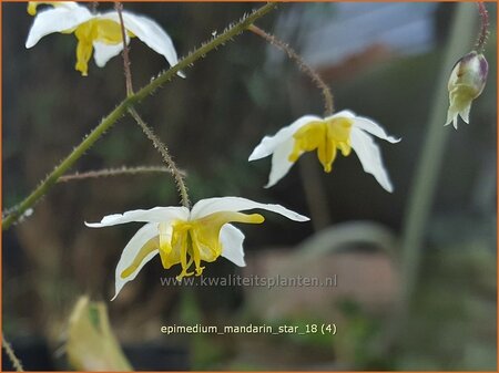 Epimedium 'Mandarin Star'