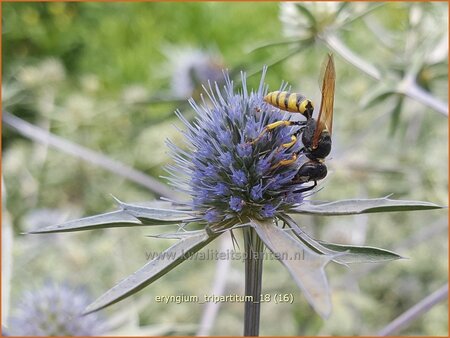 Eryngium tripartitum