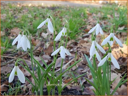 Galanthus 'S. Arnott'