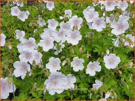 Geranium himalayense &#39;Derrick Cook&#39;