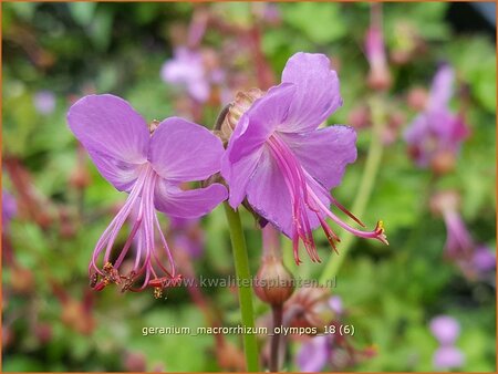 Geranium macrorrhizum &#39;Olympos&#39;