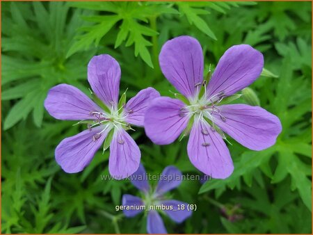 Geranium &#39;Nimbus&#39;