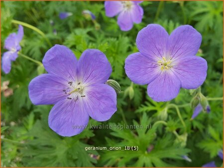 Geranium 'Orion'