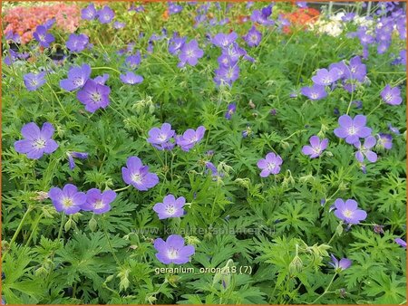 Geranium 'Orion'
