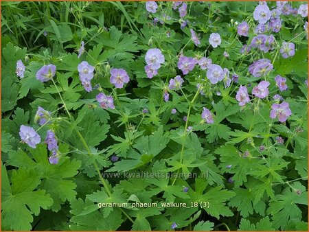 Geranium phaeum &#39;Walkure&#39;