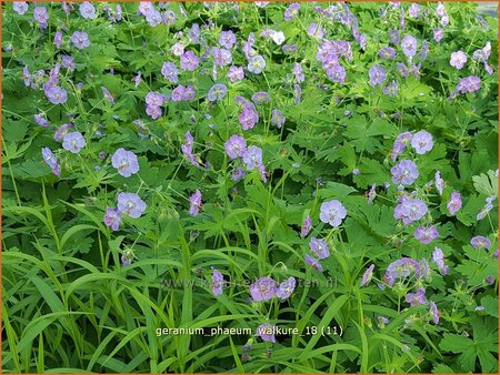 Geranium phaeum &#39;Walkure&#39;