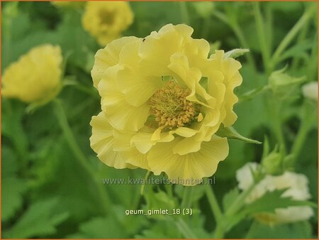 Geum 'Gimlet'