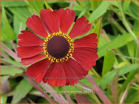 Helenium 'Indianersommer'