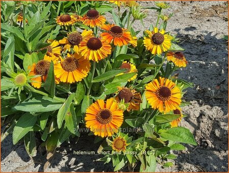 Helenium &#39;Short and Sassy&#39;