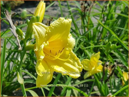 Hemerocallis 'Happy Returns'