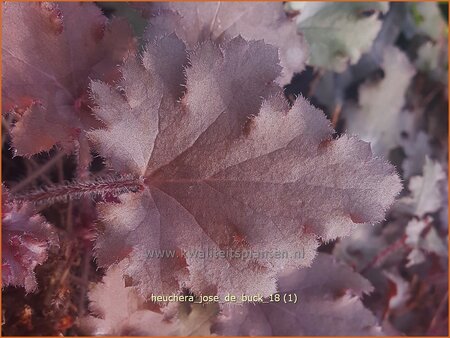 Heuchera &#39;José de Buck&#39;