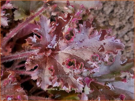 Heuchera &#39;José de Buck&#39;