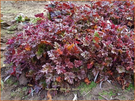 Heuchera &#39;José de Buck&#39;