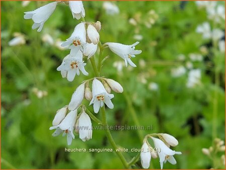 Heuchera sanguinea &#39;White Cloud&#39;