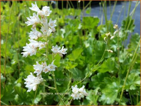 Heuchera sanguinea &#39;White Cloud&#39;