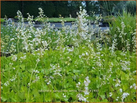 Heuchera sanguinea &#39;White Cloud&#39;