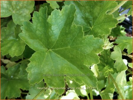 Heuchera sanguinea &#39;White Cloud&#39;