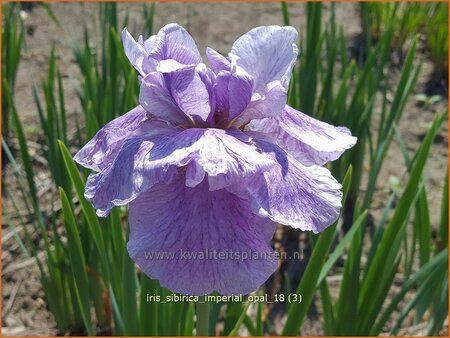 Iris sibirica &#39;Imperial Opal&#39;