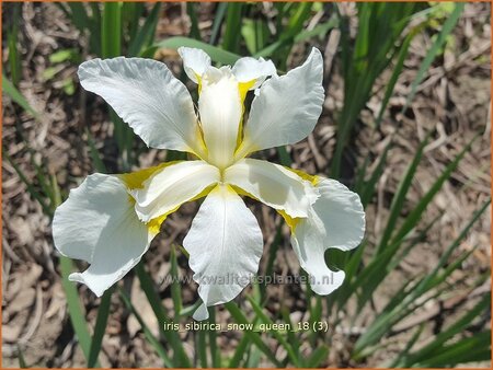 Iris sibirica 'Snow Queen'