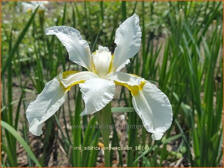 Iris sibirica 'Snow Queen'