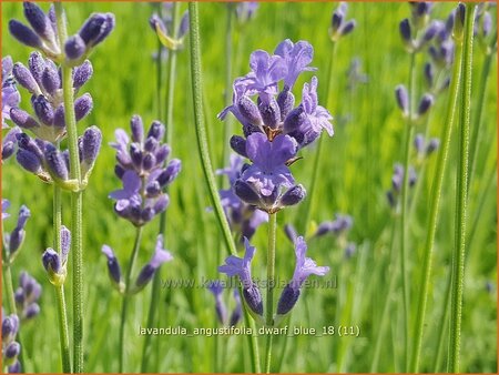 Lavandula angustifolia &#39;Dwarf Blue&#39;