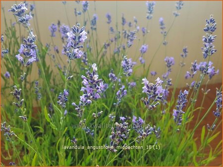 Lavandula angustifolia &#39;Middachten&#39;