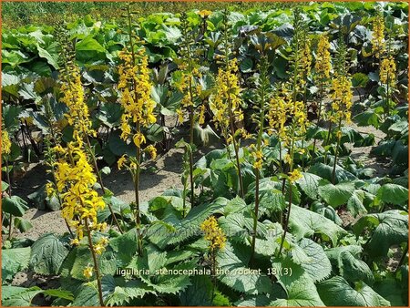 Ligularia stenocephala &#39;The Rocket&#39;