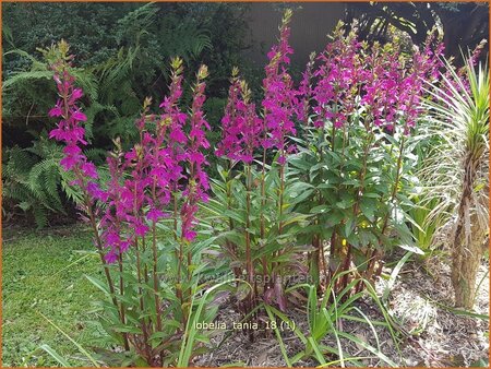 Lobelia &#39;Tania&#39;