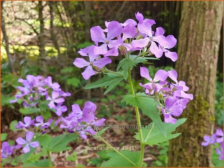 Lunaria annua