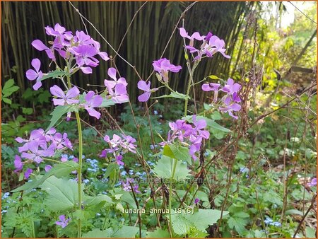 Lunaria annua