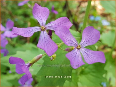 Lunaria annua