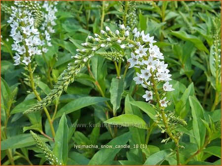 Lysimachia &#39;Snow Candle&#39;