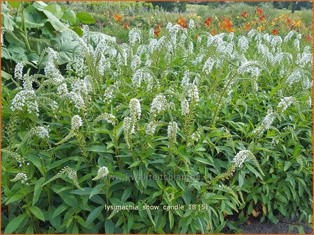 Lysimachia &#39;Snow Candle&#39;