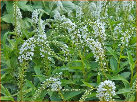 Lysimachia &#39;Snow Candle&#39;