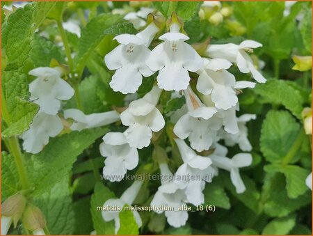 Melittis melissophyllum &#39;Alba&#39;