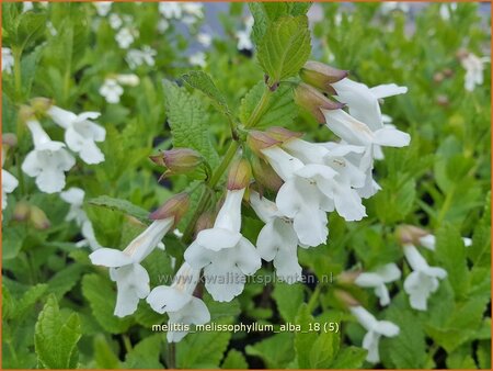 Melittis melissophyllum &#39;Alba&#39;