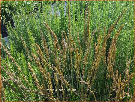 Molinia caerulea &#39;Igel&#39;