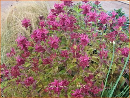 Monarda 'Dancing Bird'