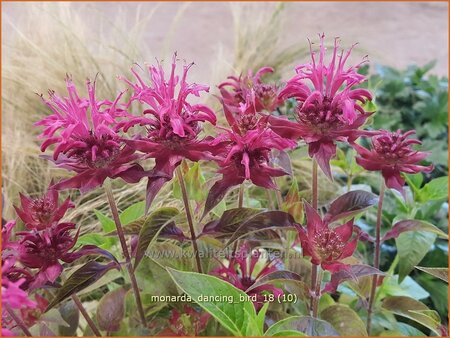 Monarda &#39;Dancing Bird&#39;