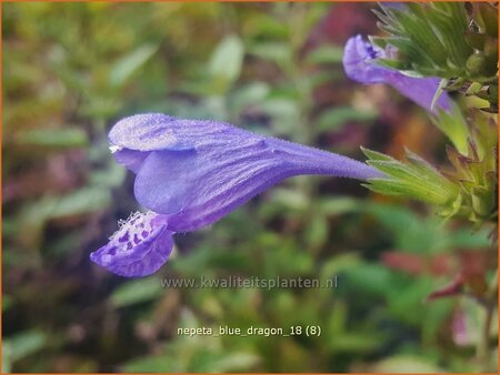 Nepeta &#39;Blue Dragon&#39;