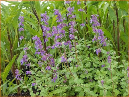 Nepeta racemosa &#39;Grog&#39;