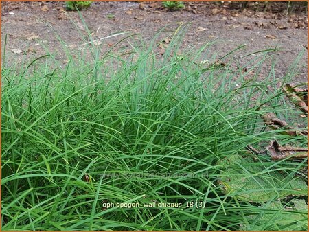 Ophiopogon wallichianus