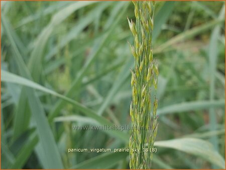 Panicum virgatum &#39;Prairie Sky&#39;